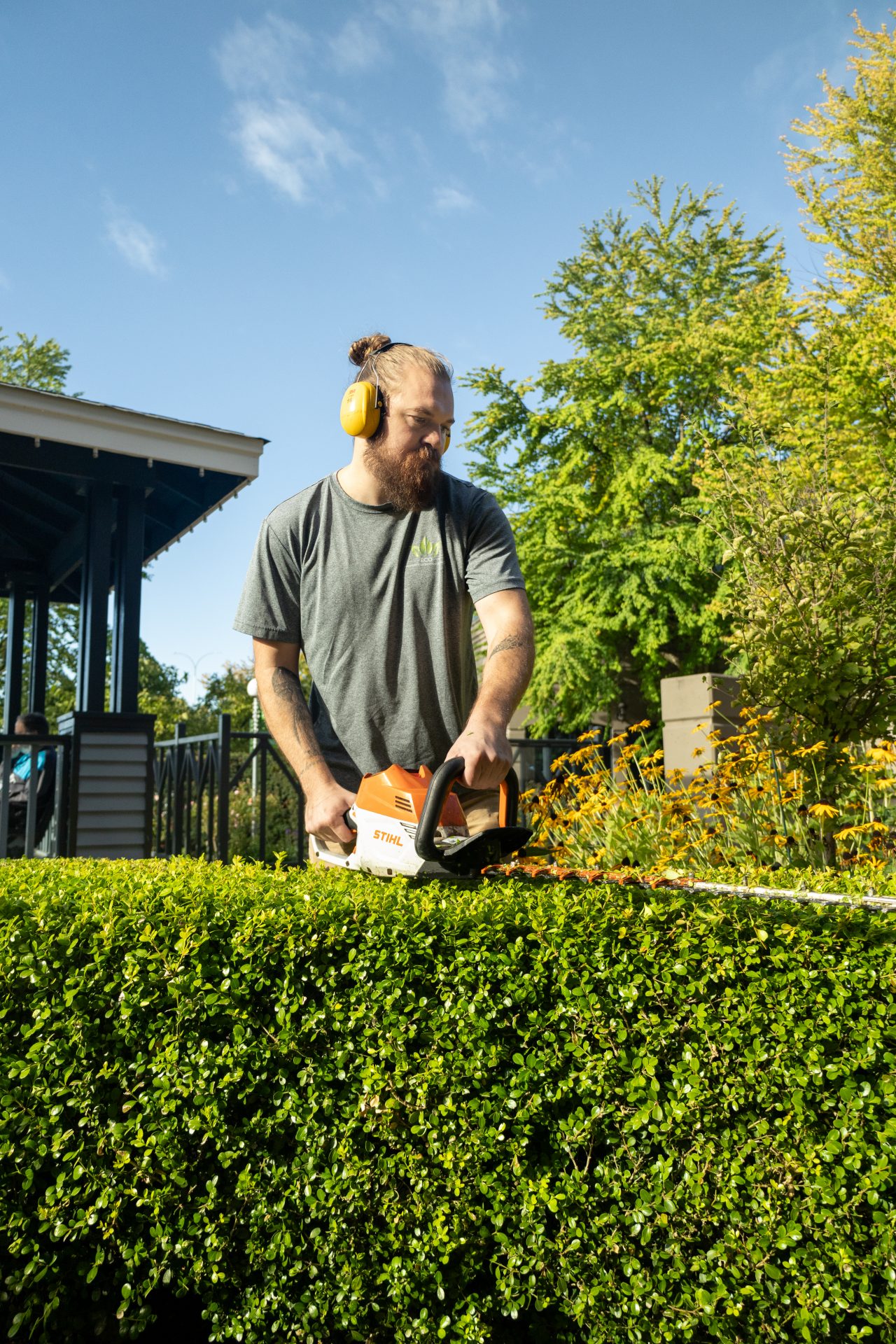 Man trimming hedge with electric hedge trimmer