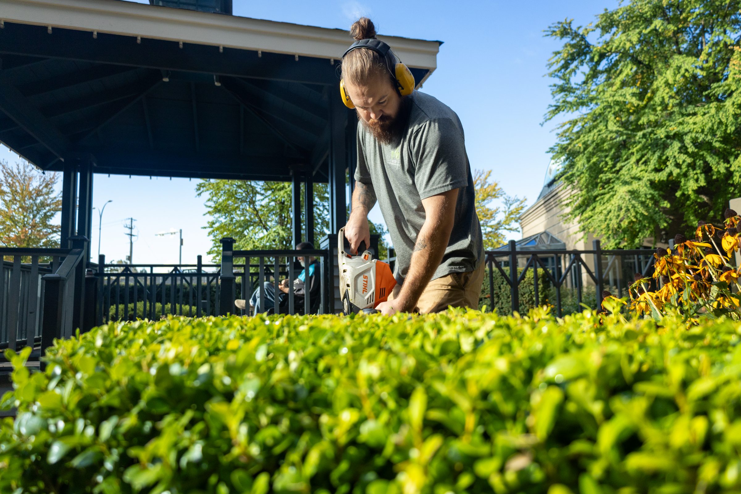 Man trimming hedge with electric trimmer outdoors