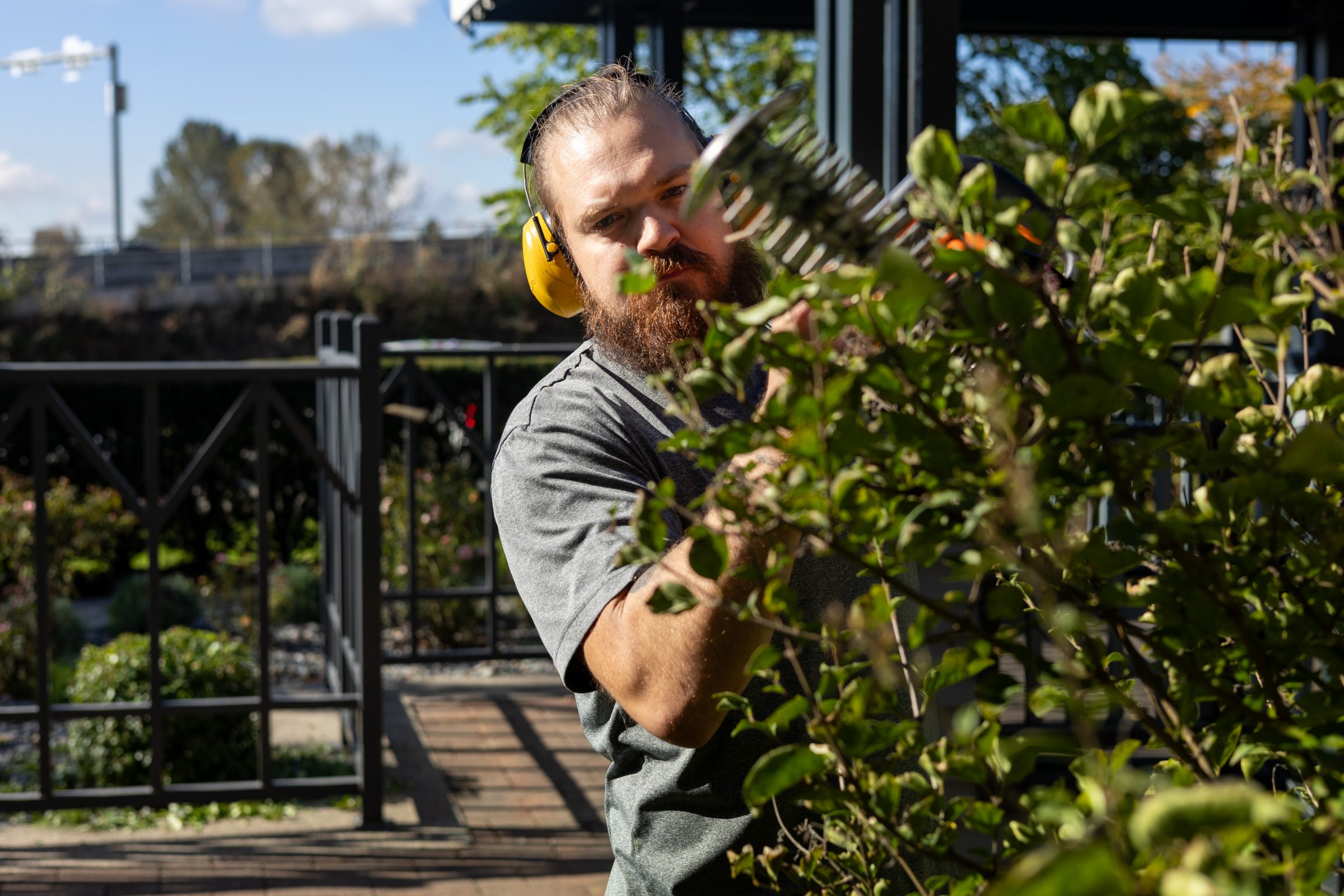 Man trimming hedge wearing yellow ear protection