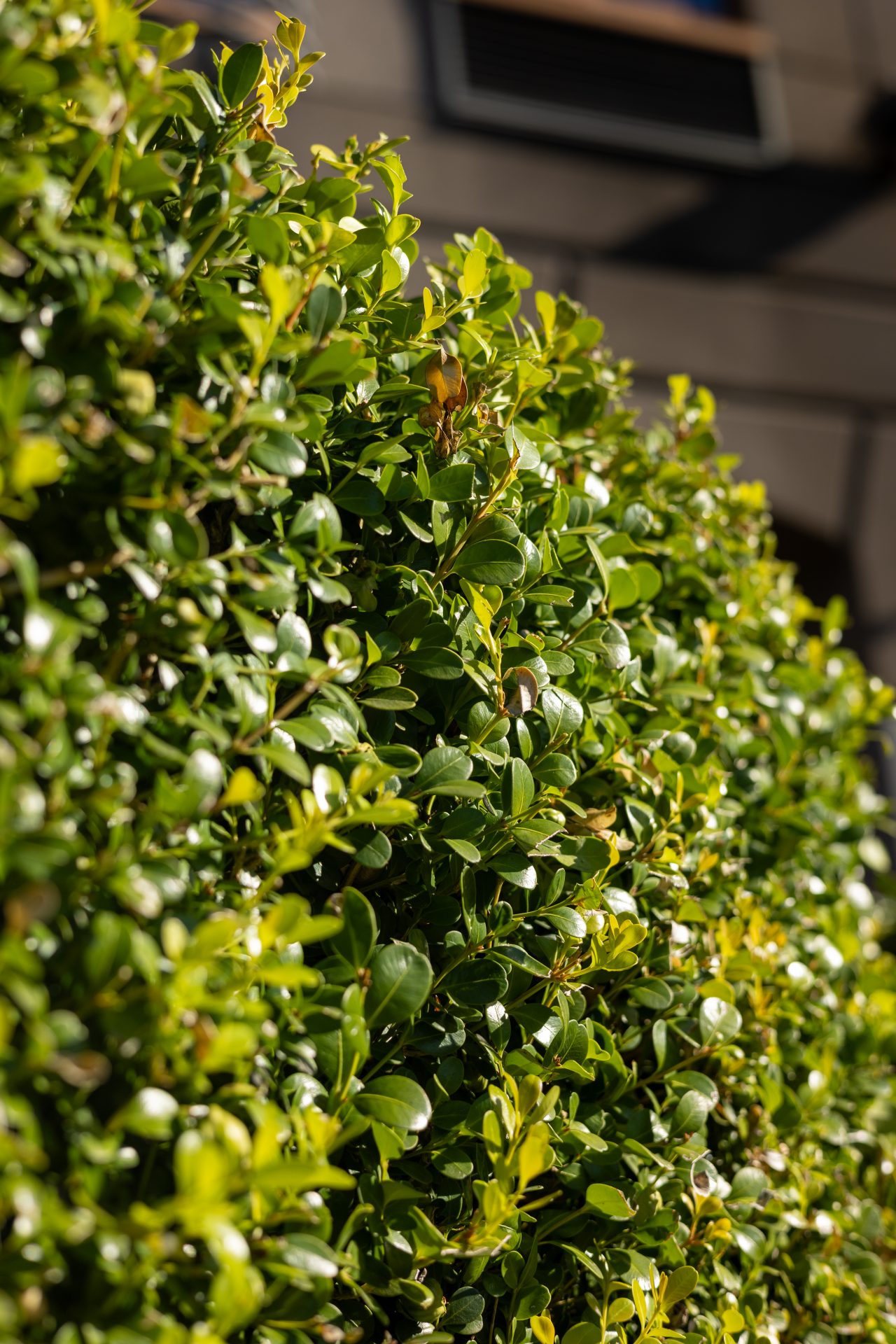 Sunlit green hedge with small glossy leaves