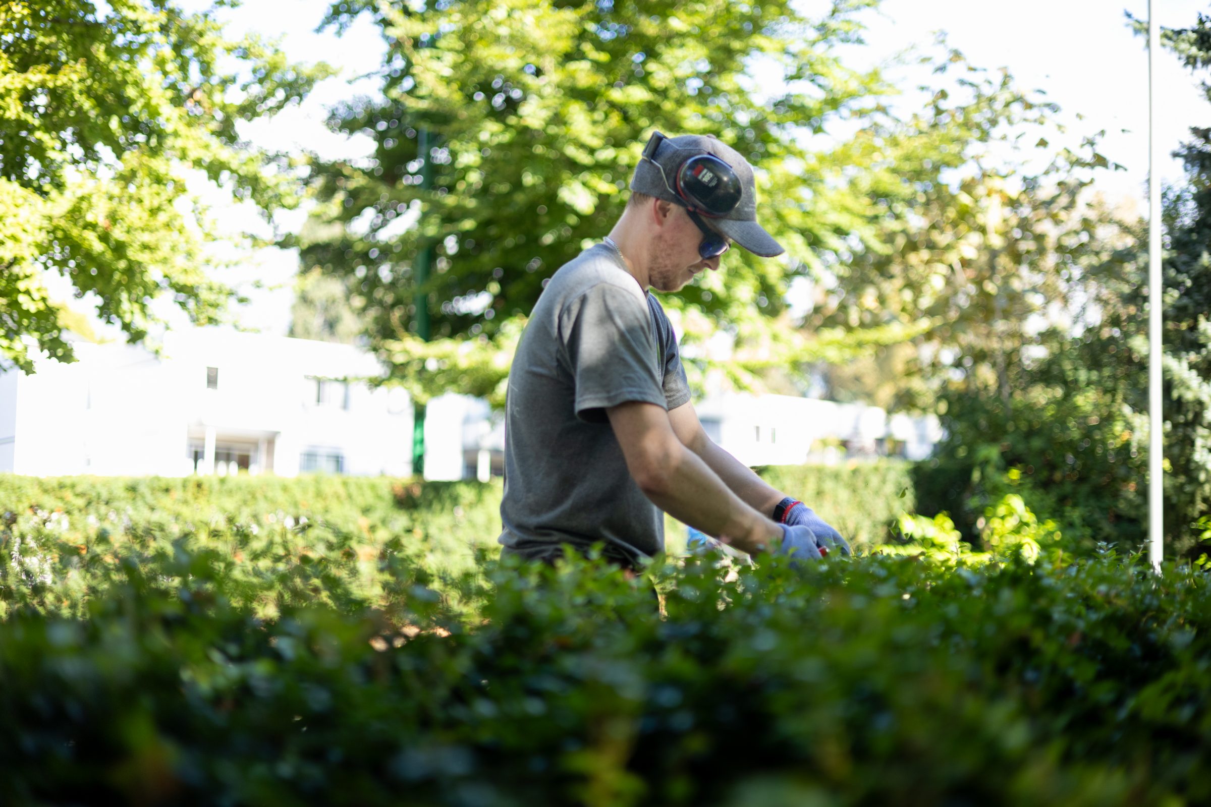 Man trimming hedge wearing gloves and ear protection