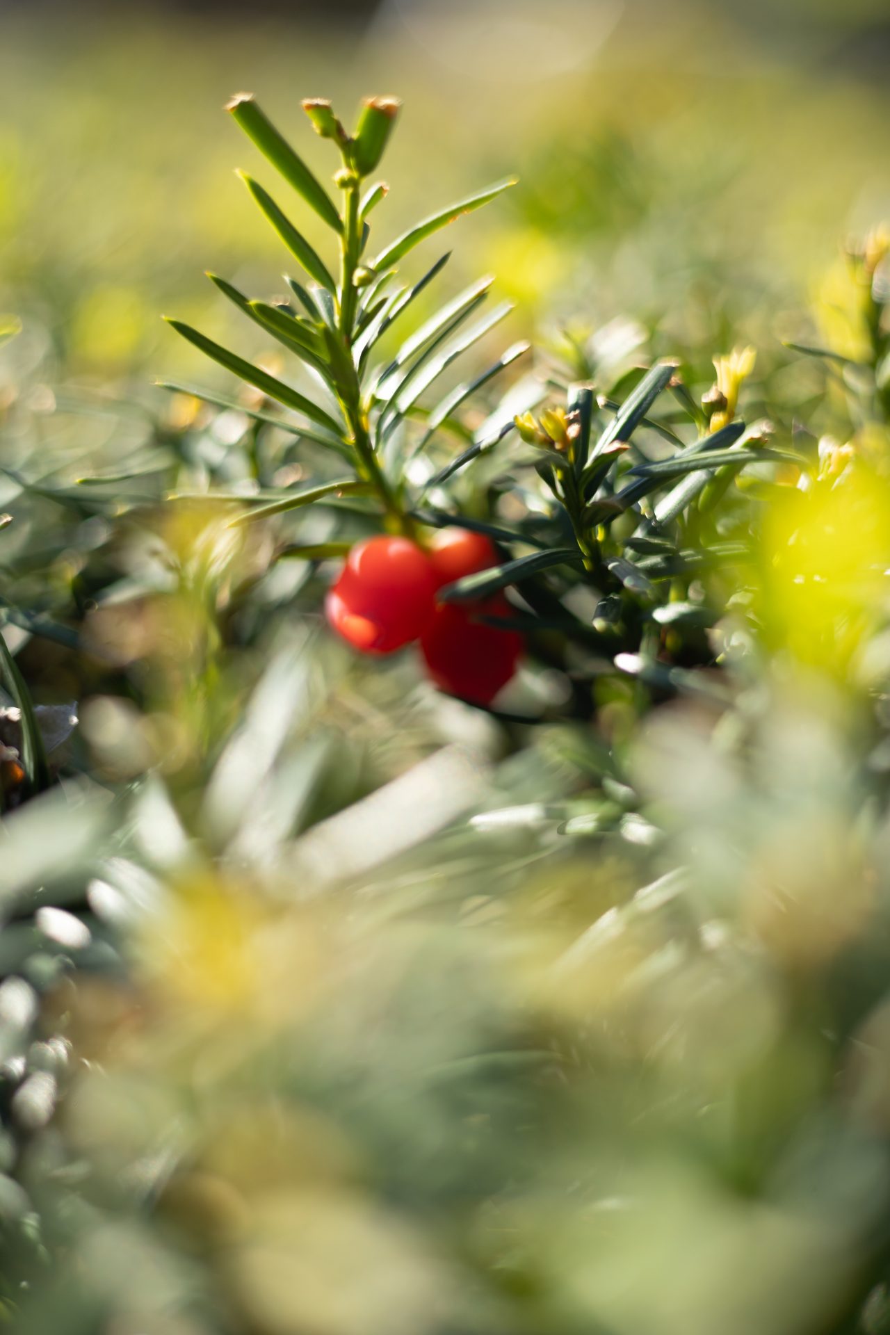 Close-up of evergreen shrub with red berries