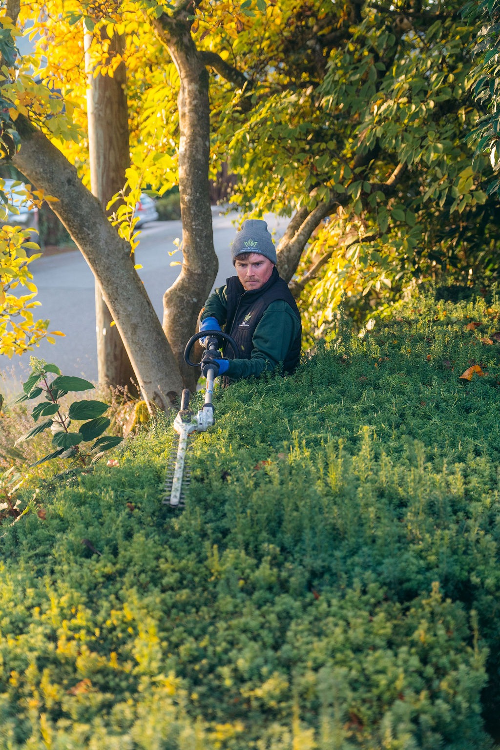 Gardener trimming hedge in autumn sunlight