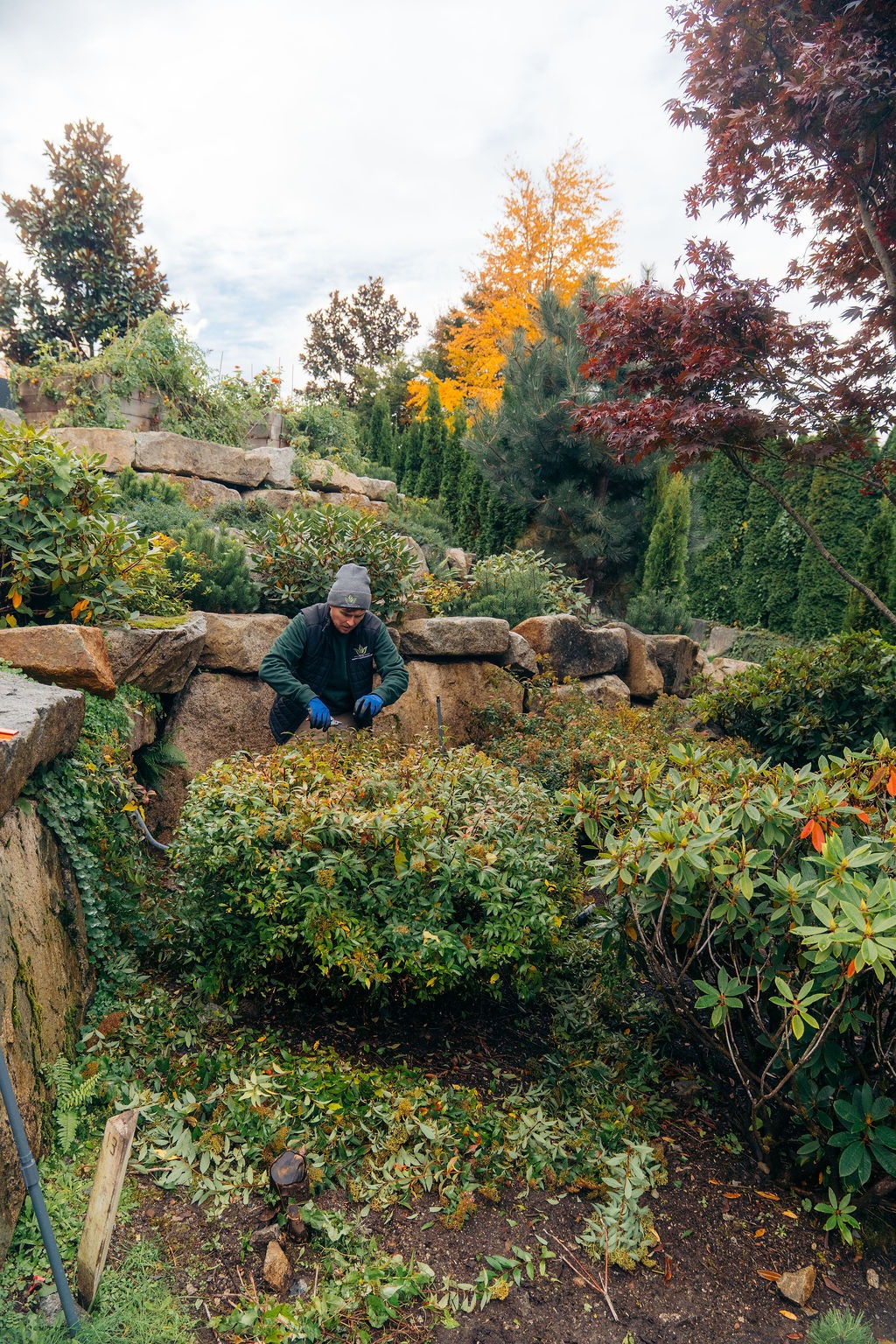Gardener trimming shrubs in landscaped autumn garden