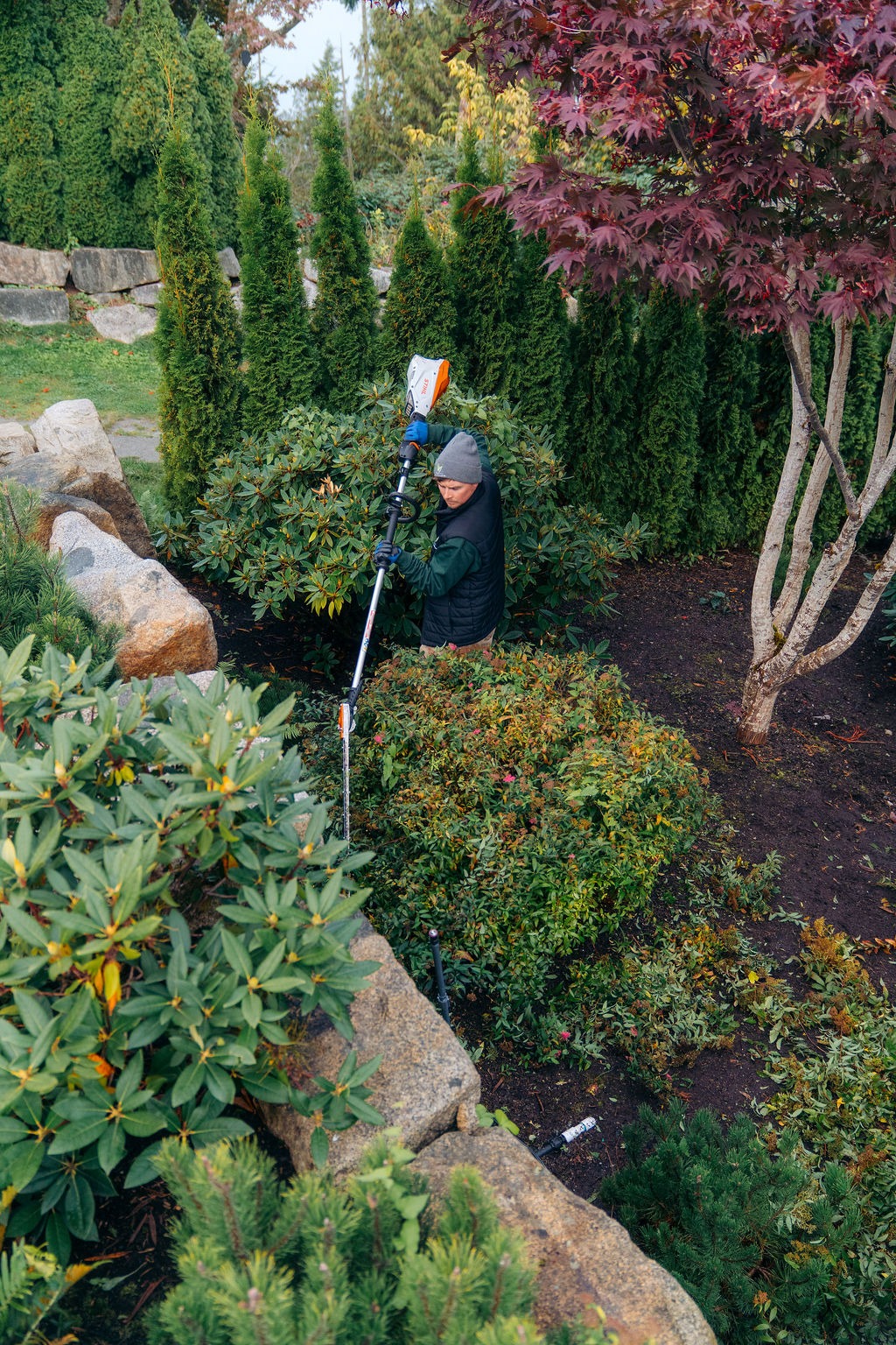 Gardener trimming shrubs in landscaped backyard garden