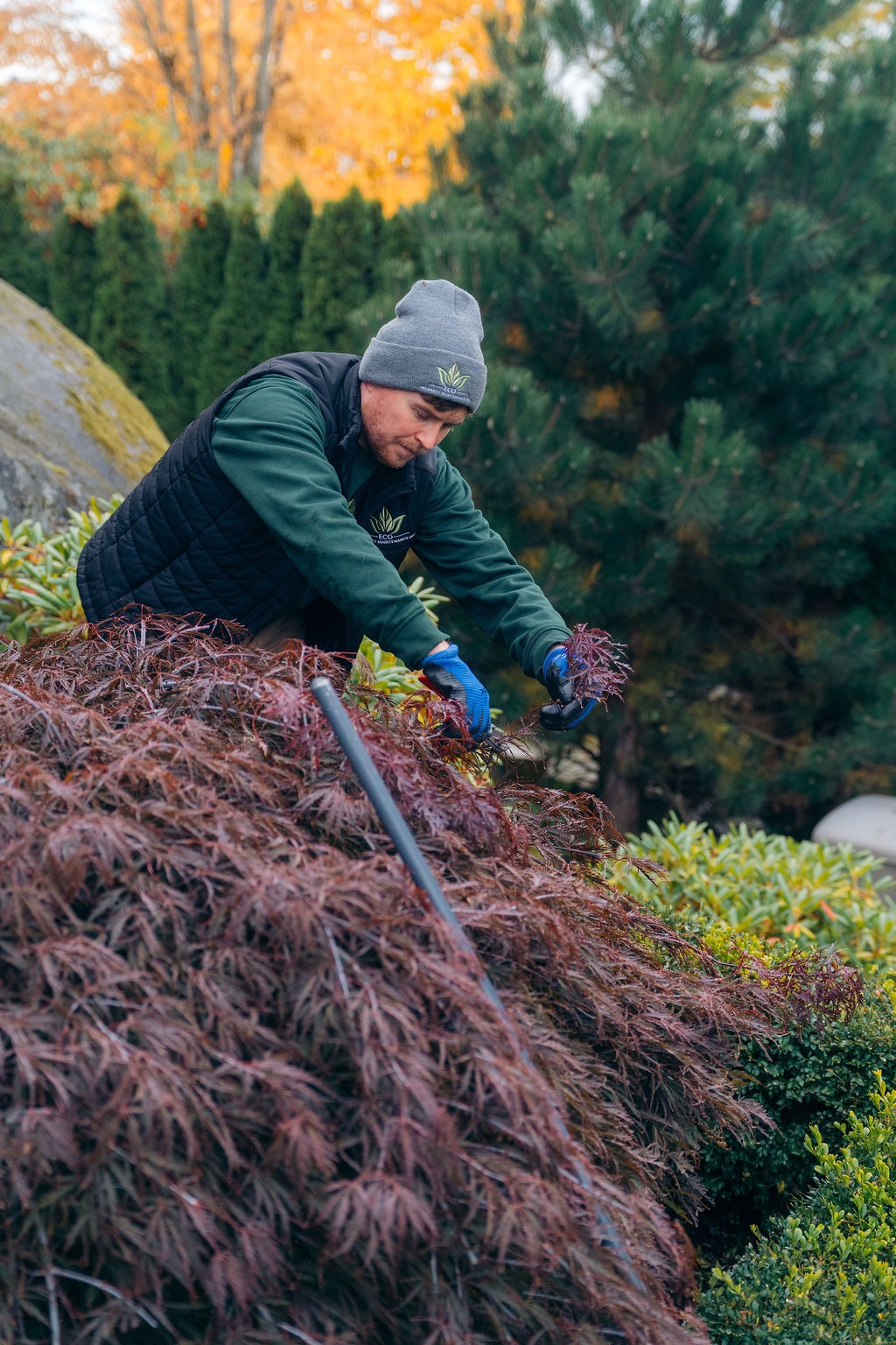 Gardener trimming Japanese maple in autumn garden