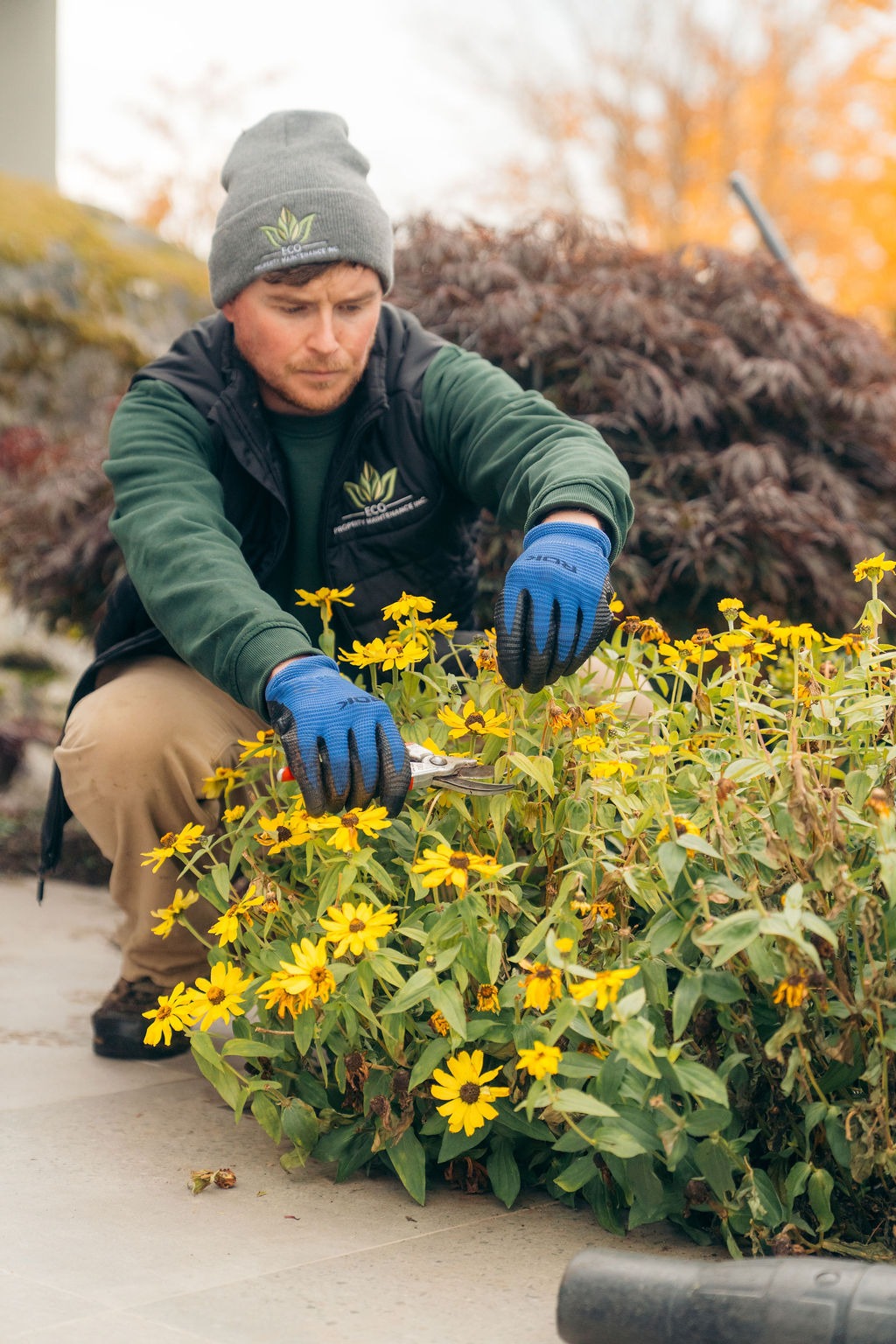 Gardener trimming yellow flowers in outdoor garden