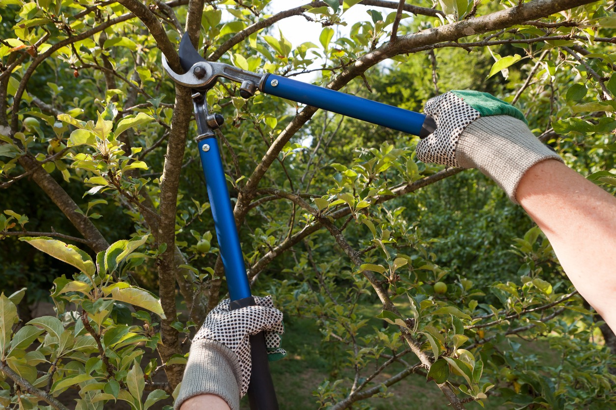 Gloved hands pruning tree with long loppers