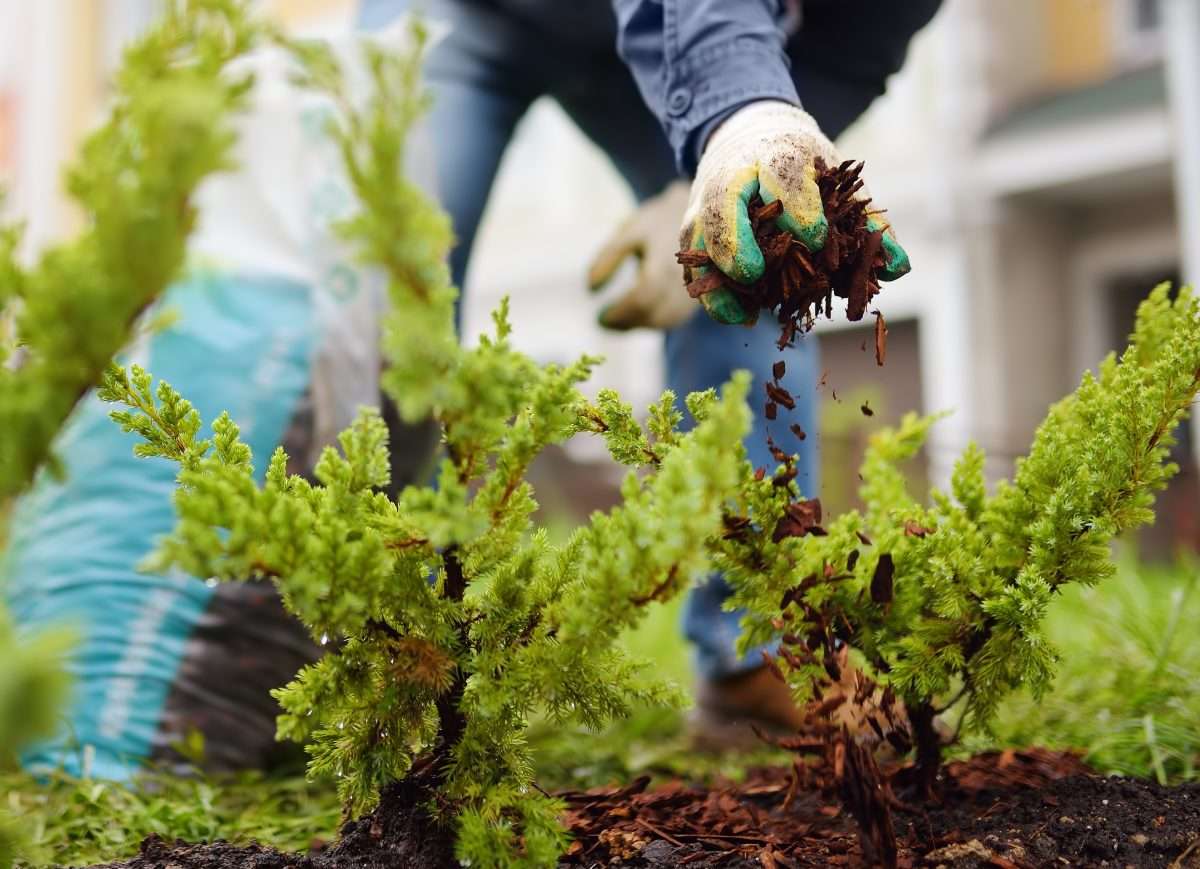 Gardener mulching with pine bark juniper plants in the yard.