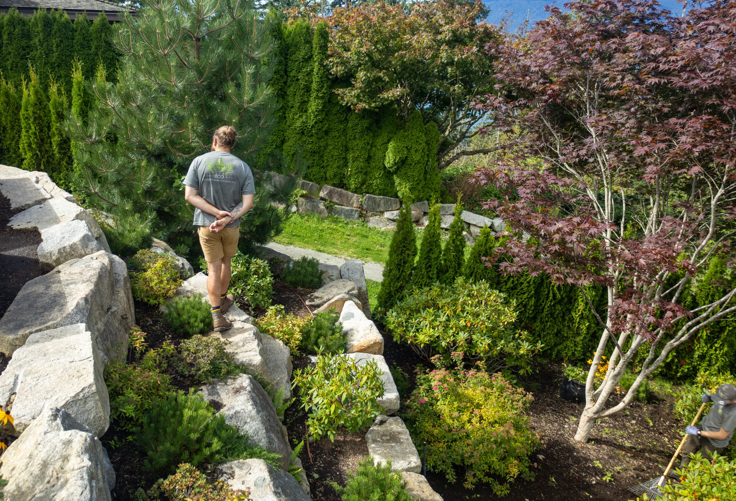 Landscaper walking through lush rock garden
