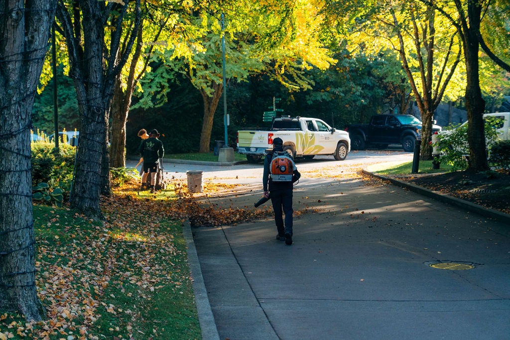 Workers clearing autumn leaves on tree-lined street