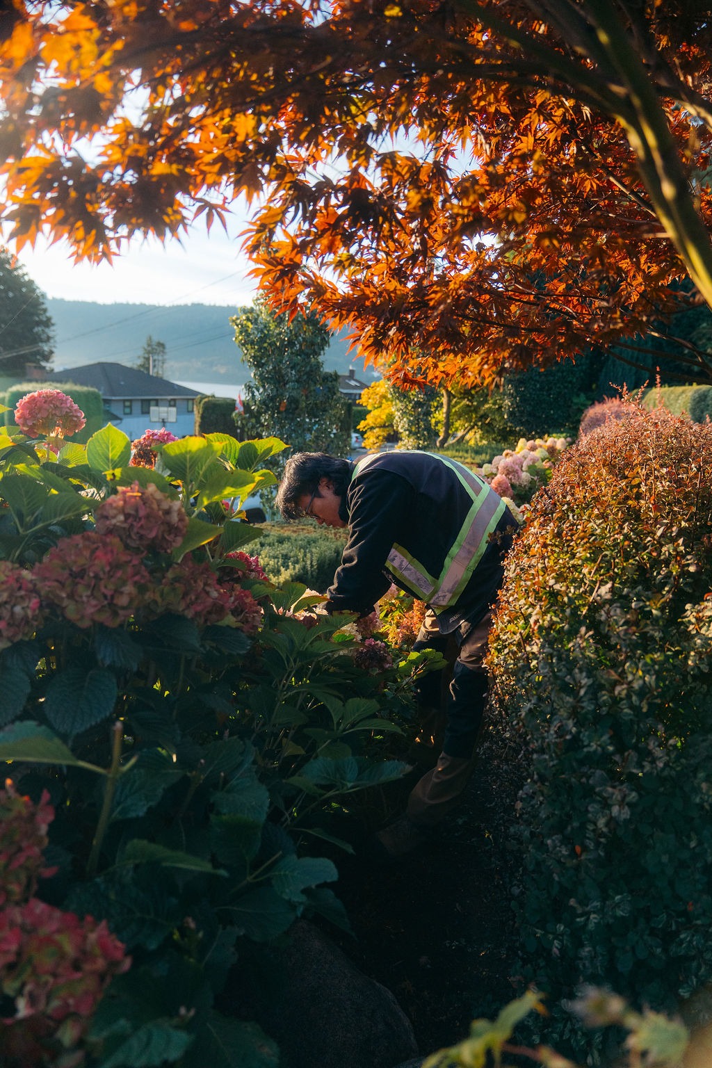 Gardener tending hydrangeas under autumn leaves
