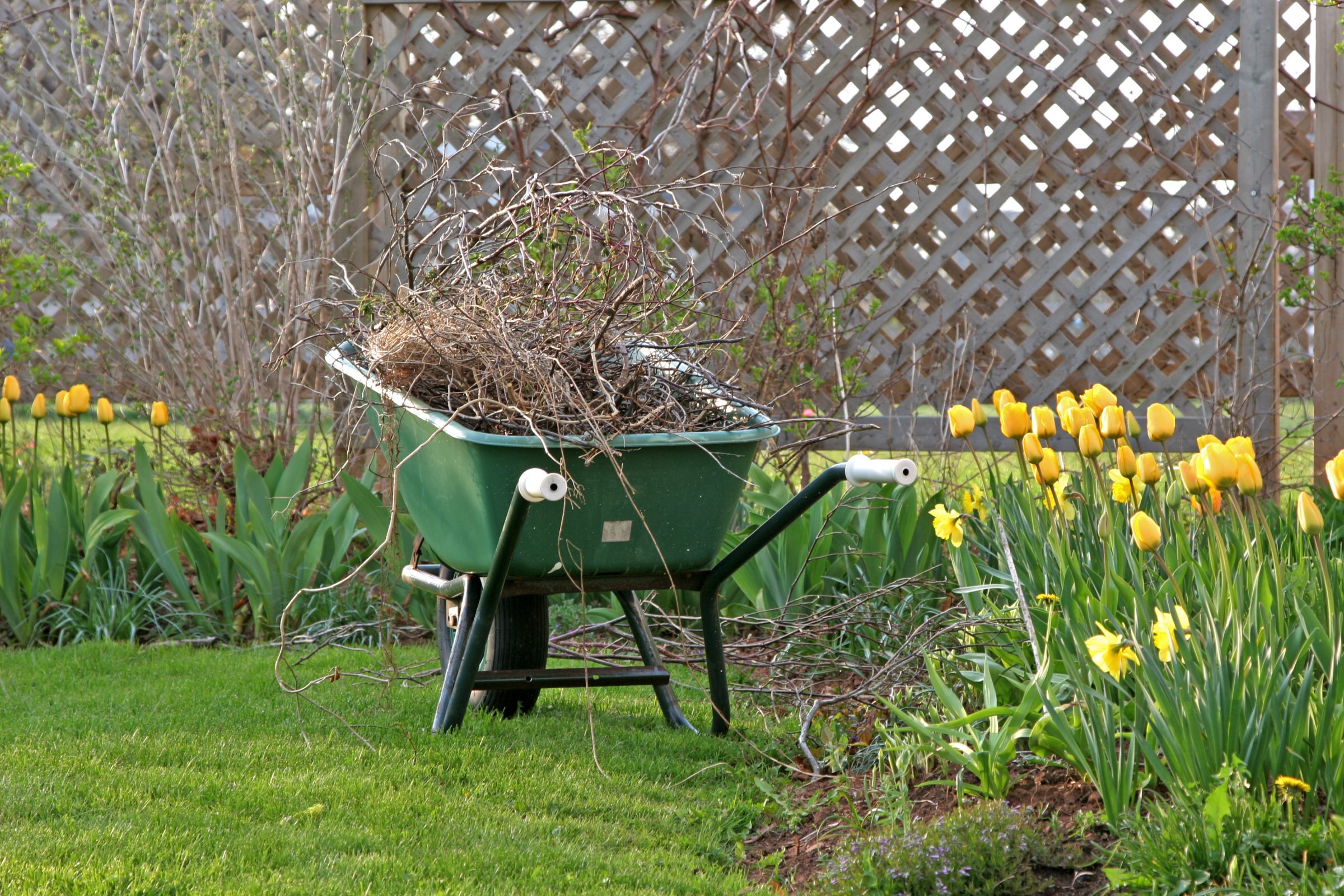 Green wheelbarrow filled with branches in garden with yellow tulips