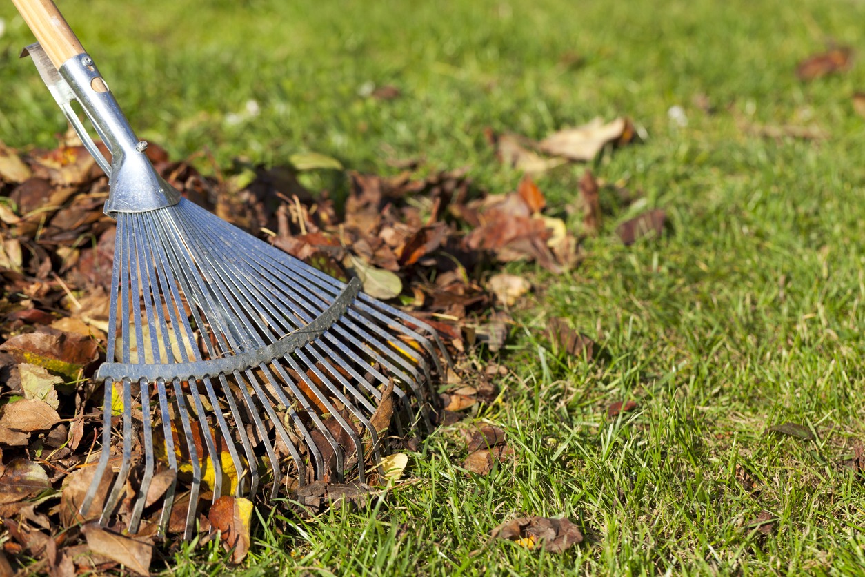 Metal rake gathering fallen leaves on green lawn