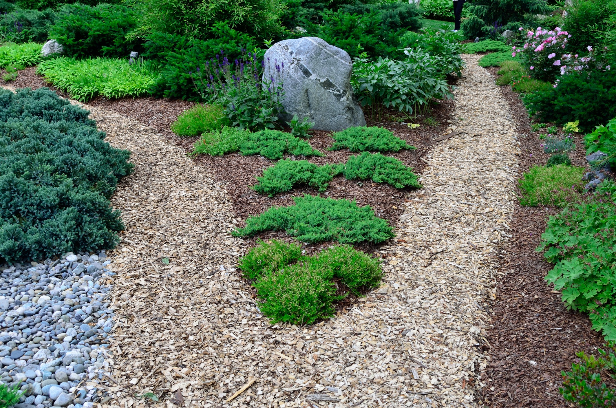 Landscaped garden with mulch paths and large rock