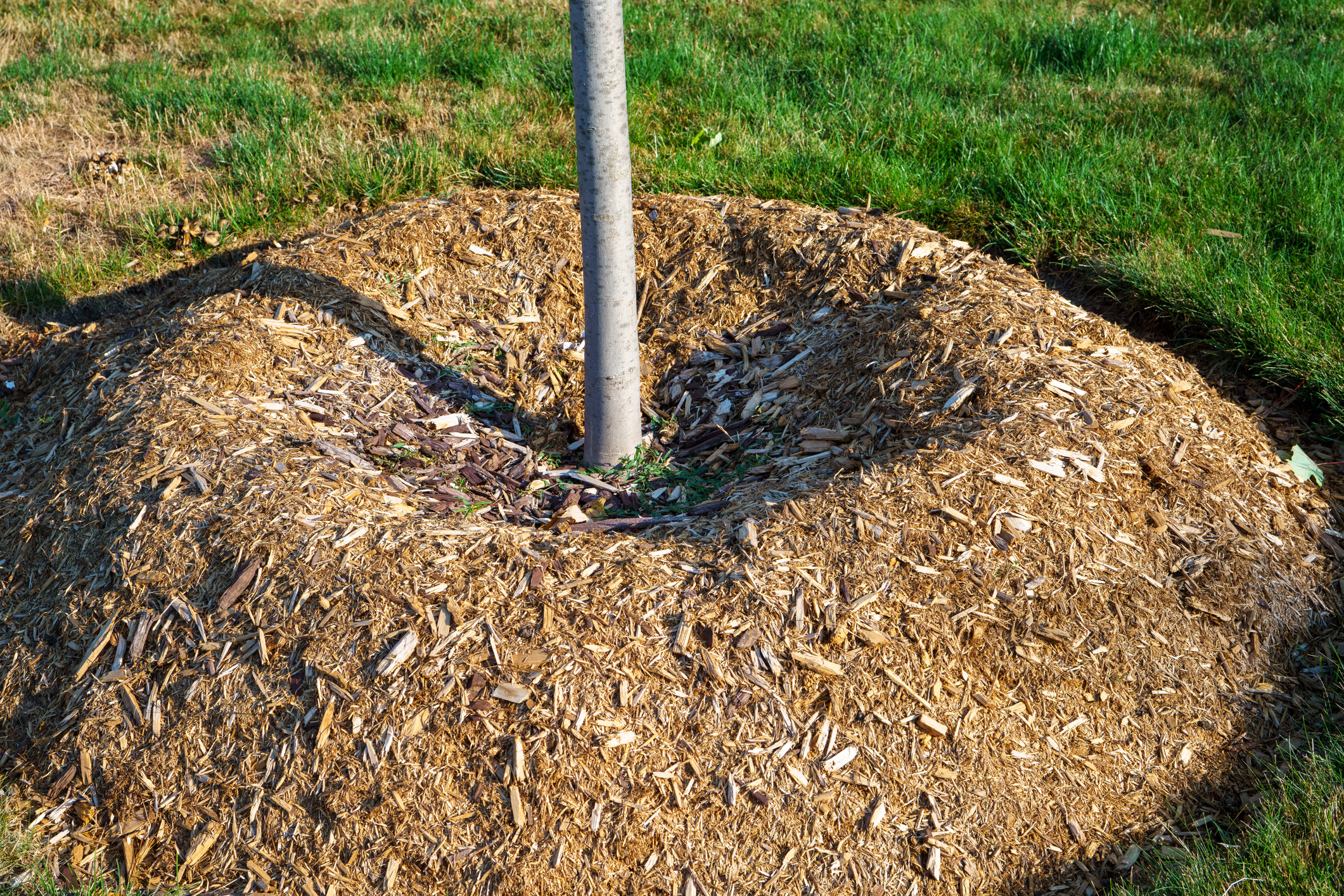 Young tree surrounded by thick mulch mound