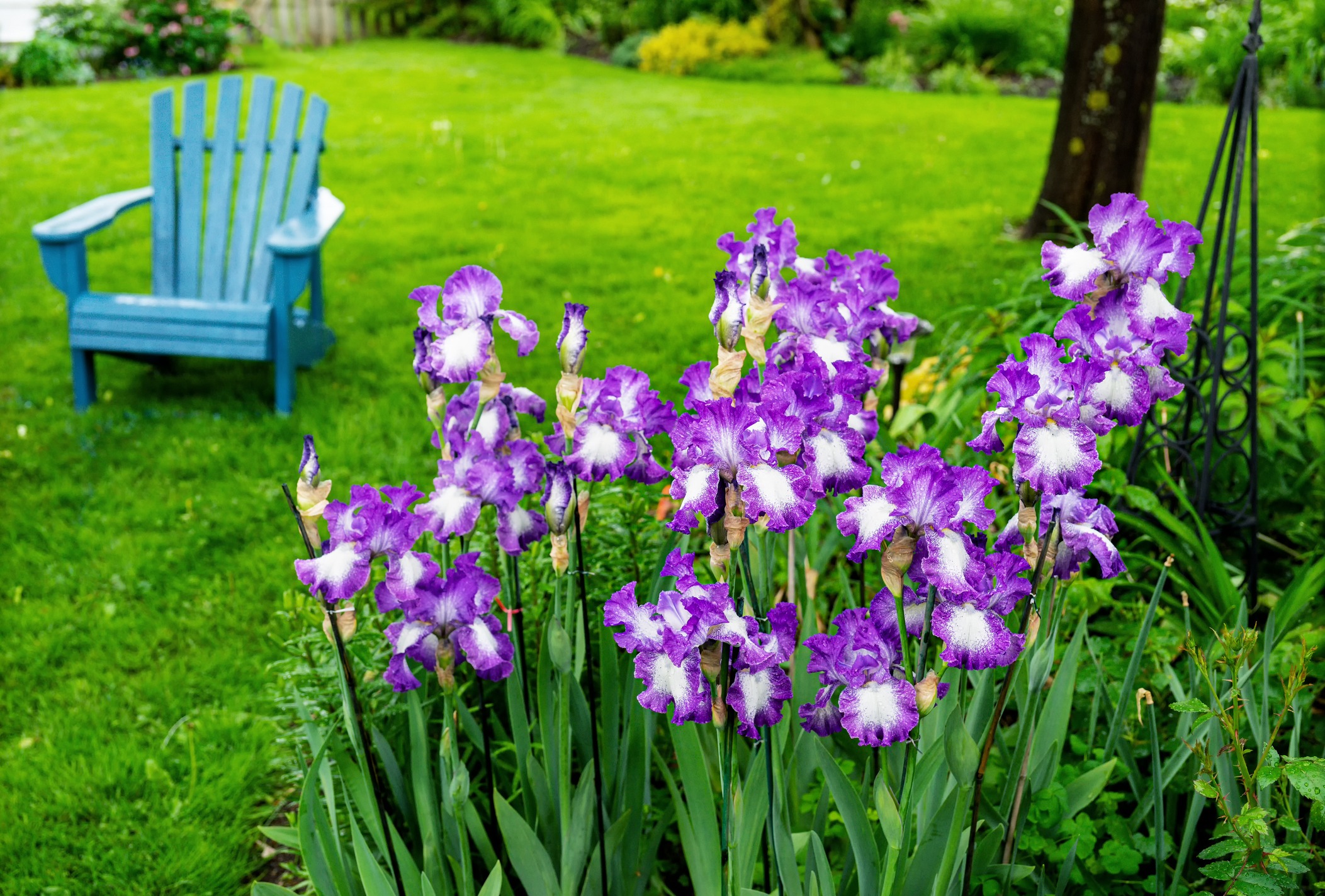 Purple irises in garden with blue chair