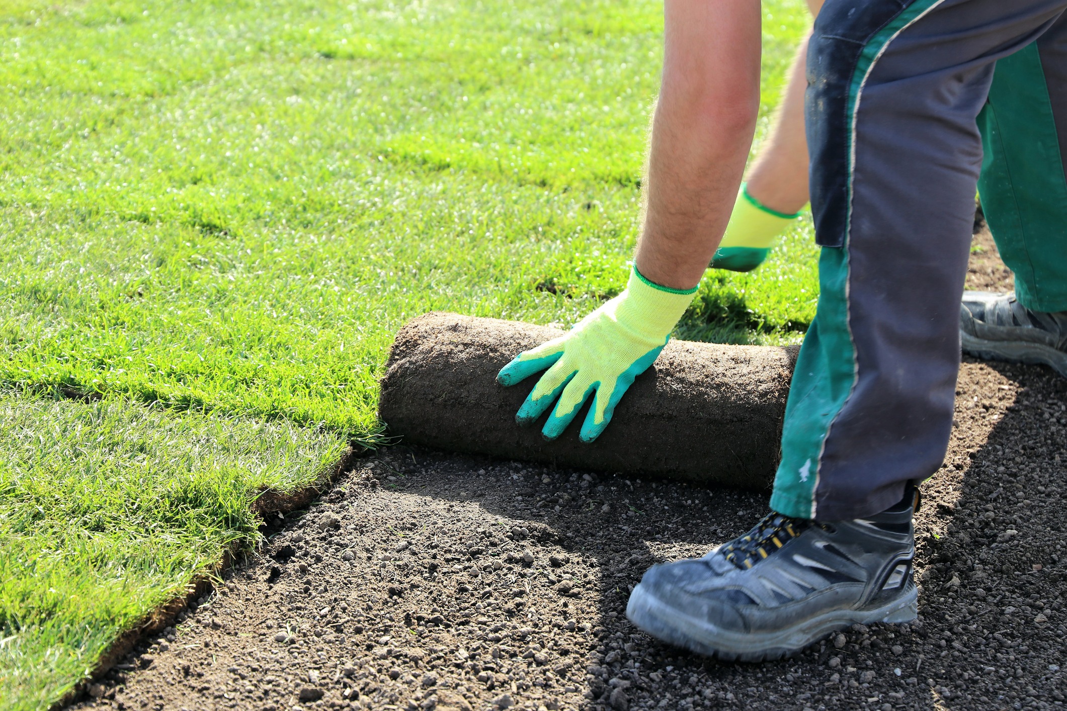 Worker laying fresh sod on prepared soil